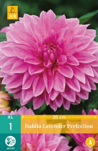 JUB Holland Dahlia Lavender Perfection