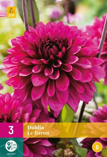 JUB Holland Dahlia Le Baron
