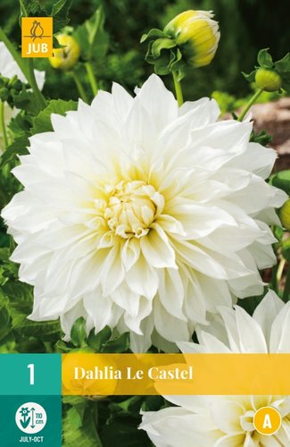 JUB Holland Dahlia Le Castel