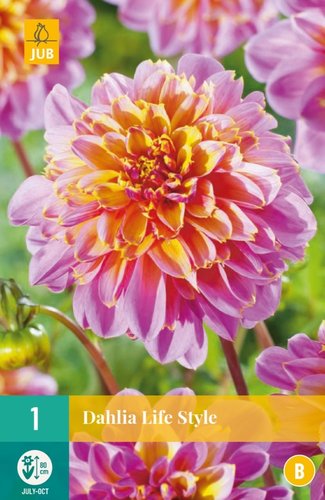 JUB Holland Dahlia Life Style