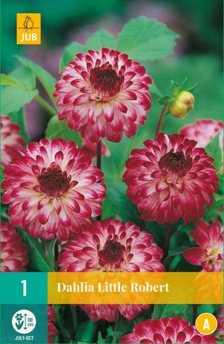 JUB Holland Dahlia Little Robert