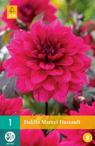 JUB Holland Dahlia Marcel Dassault