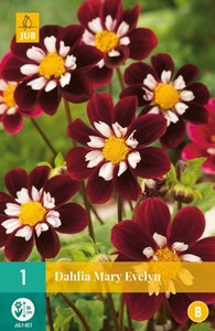 JUB Holland Dahlia Mary Evelyn