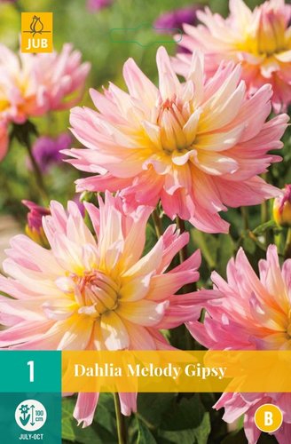 JUB Holland Dahlia Melody Gipsy