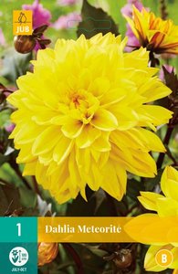 JUB Holland Dahlia Meteorite