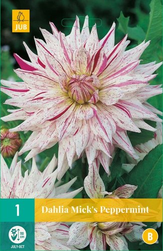 JUB Holland Dahlia Mick's Peppermint