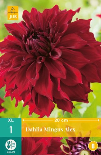 JUB Holland Dahlia Mingus Alex
