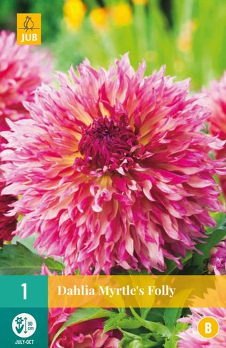 JUB Holland Dahlia Myrtle's Folly