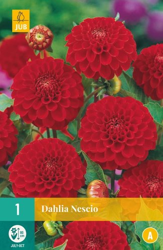 JUB Holland Dahlia Nescio