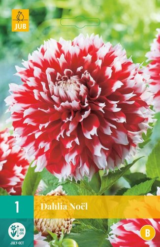 JUB Holland Dahlia Noël
