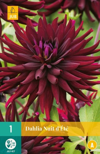JUB Holland Dahlia Nuit D'ete