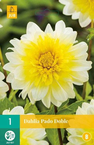 JUB Holland Dahlia Paso Doble