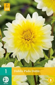 JUB Holland Dahlia Paso Doble