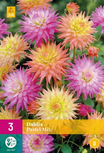 JUB Holland Dahlia Pastel Mix