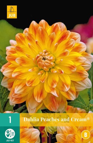 JUB Holland Dahlia Peaches And Cream