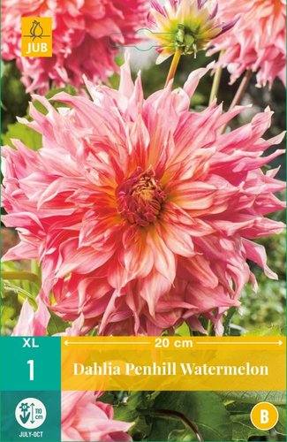 JUB Holland Dahlia Penhill Watermelon