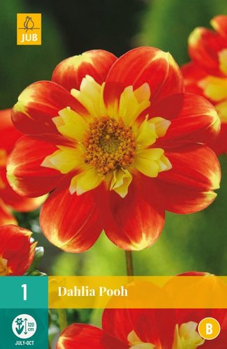 JUB Holland Dahlia Pooh