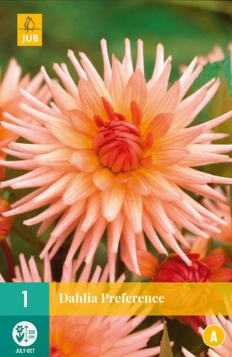 JUB Holland Dahlia Preference