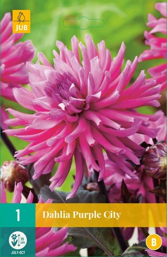 JUB Holland Dahlia Purple City