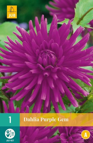 JUB Holland Dahlia Purple Gem