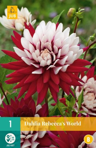 JUB Holland Dahlia Rebecca's World