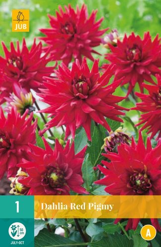 JUB Holland Dahlia Red Pigmy
