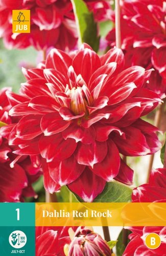 JUB Holland Dahlia Red Rock