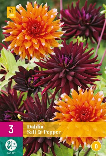 JUB Holland Dahlia Salt & Pepper