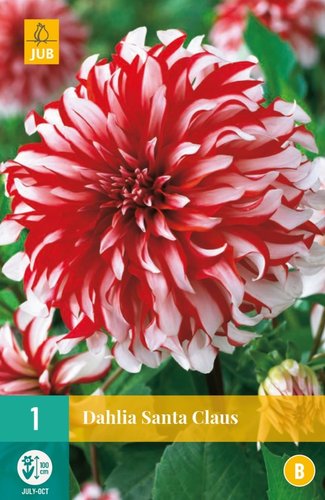 JUB Holland Dahlia Santa Claus