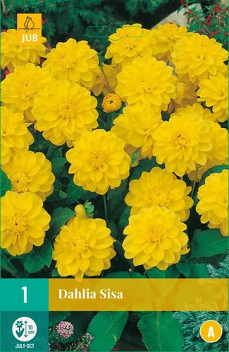 JUB Holland Dahlia Sisa