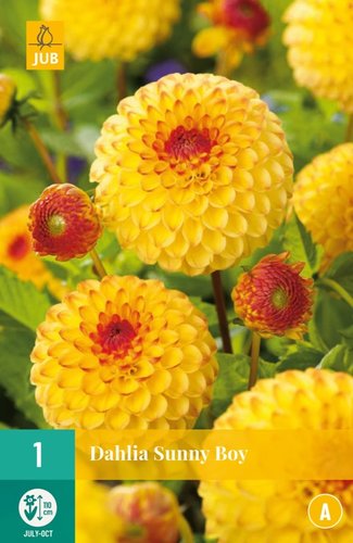 JUB Holland Dahlia Sunny Boy