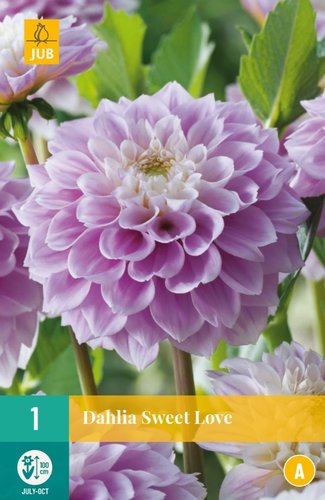 JUB Holland Dahlia Sweet Love