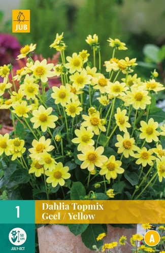 JUB Holland Dahlia Topmix Geel