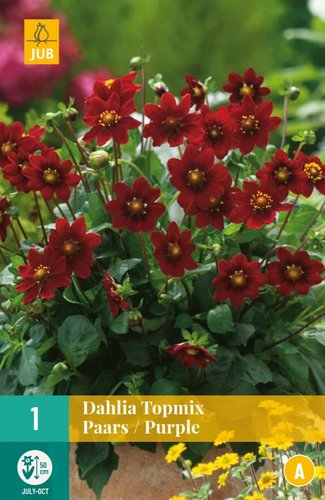 JUB Holland Dahlia Topmix Paars