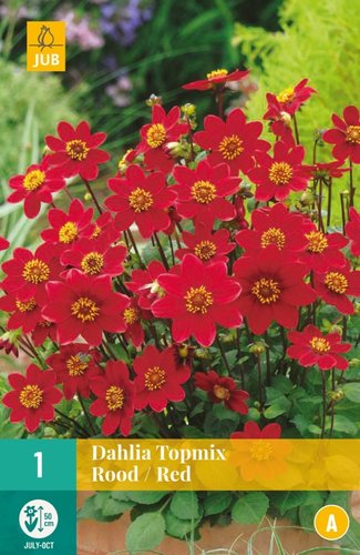 JUB Holland Dahlia Topmix Rood