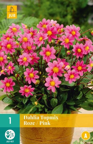 JUB Holland Dahlia Topmix Roze