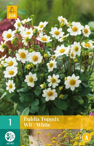 JUB Holland Dahlia Topmix Wit