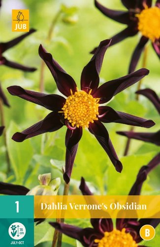 JUB Holland Dahlia Verrone's Obsidian