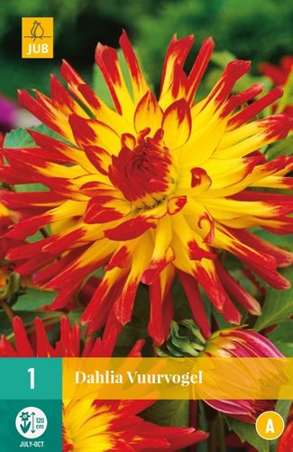 JUB Holland Dahlia Vuurvogel
