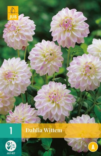 JUB Holland Dahlia Wittem