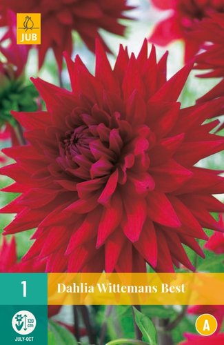 JUB Holland Dahlia Wittemans Best