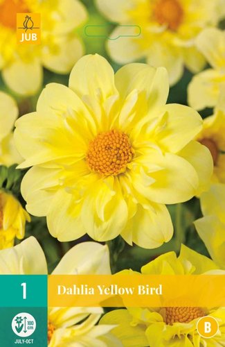 JUB Holland Dahlia Yellow Bird