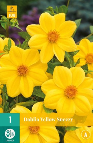 JUB Holland Dahlia Yellow Sneezy