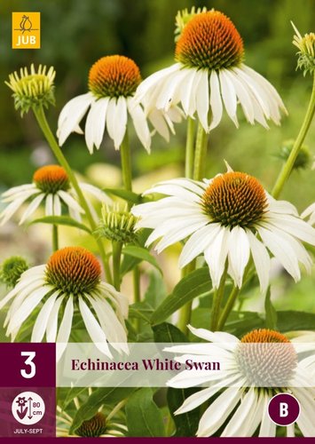 JUB Holland Echinacea White Swan