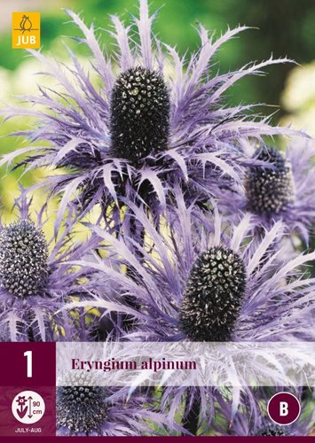 JUB Holland Eryngium Alpinum