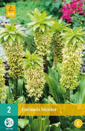 JUB Holland Eucomis Bicolor