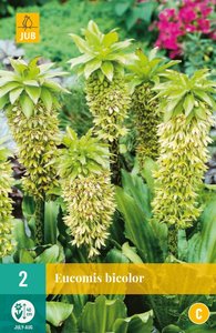 JUB Holland Eucomis Bicolor