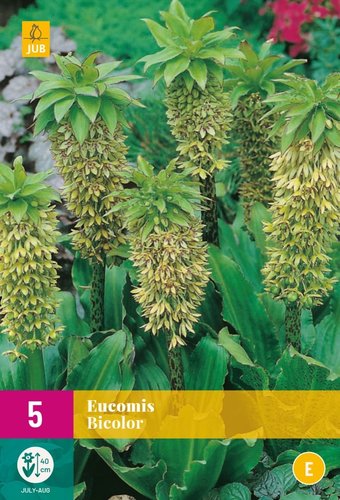 JUB Holland Eucomis Bicolor
