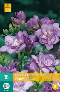 JUB Holland Freesia Dubbel Blauw