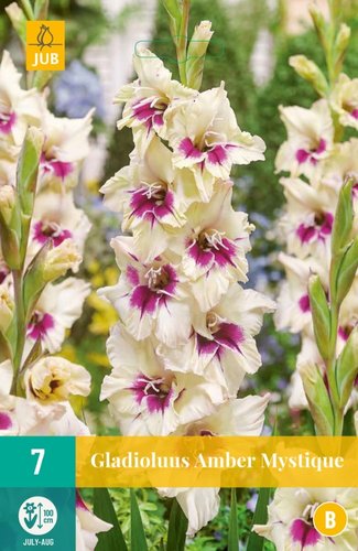 JUB Holland Gladiolus Amber Mistique